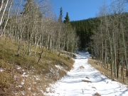 bare_aspens