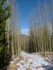 tall_trees