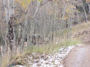 brian_in_aspens