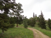meadow