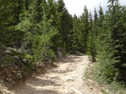through_trees