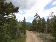 trees