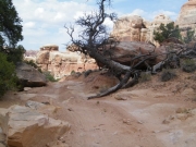 needles_in_the_shade
