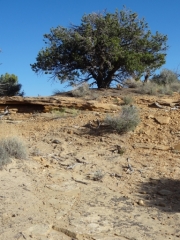 desert_scene
