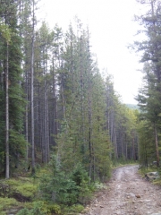 healthy_forest