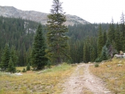 into_the_trees