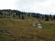 meadow_part_2