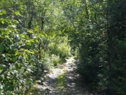 overgrown