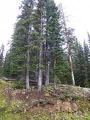 tall_trees