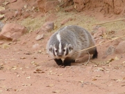 badger