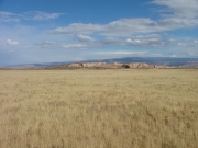 grasses