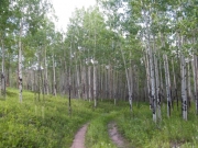 aspens_part_1