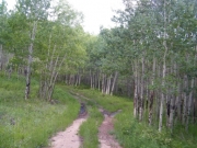 aspens_part_2