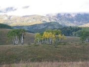 aspens
