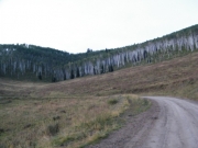 line_of_aspens