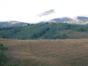meadow