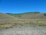 aspen_grove