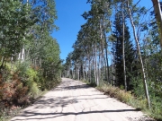 aspens