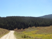 thick_trees
