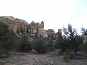 trees_in_rock