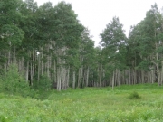 aspens_part_1