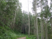 aspens_part_2
