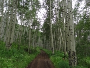 aspens_part_3