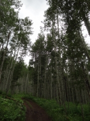 aspens_part_4