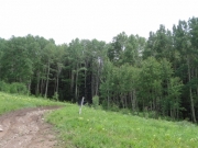 aspens_part_5