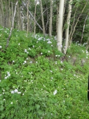 columbines