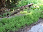 green_and_brown