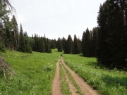 meadow
