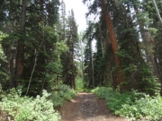 thick_trees