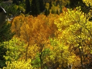 aspens_part_2
