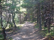 shaded_trail