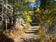 early_aspens