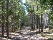 pine_trees