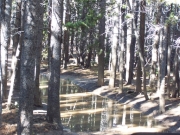 dirty_puddle