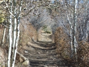 tree_tunnel