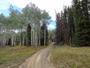 aspens_and_evergreens