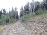 cut_through_the_trees
