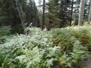 ferns