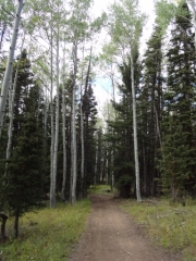 forest