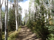 healthy_trees