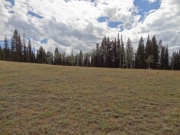 meadow