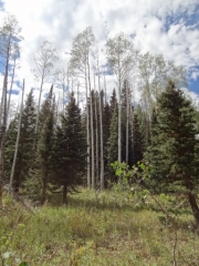 tall_aspens