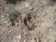 tracks