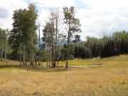 trees_in_a_meadow