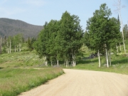 aspens