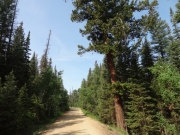 green_trees